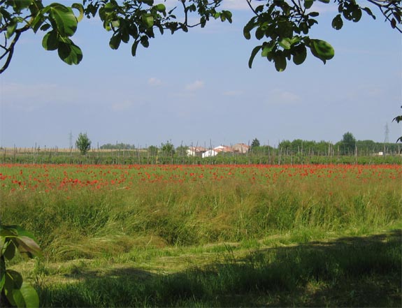 Brescello - Rural area